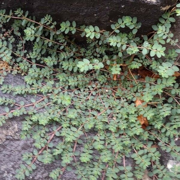 Euphorbia prostrata Pokrój