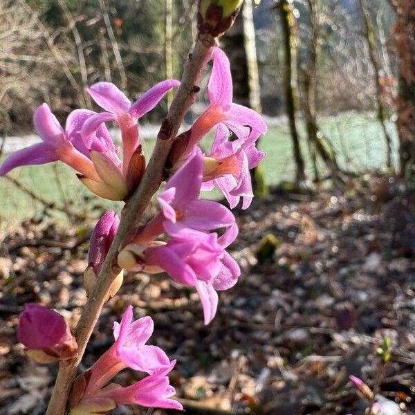 Daphne mezereum Flower