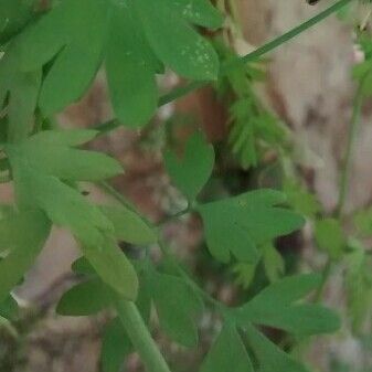 Fumaria capreolata Leaf