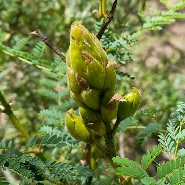 Erythrostemon gilliesii Outro