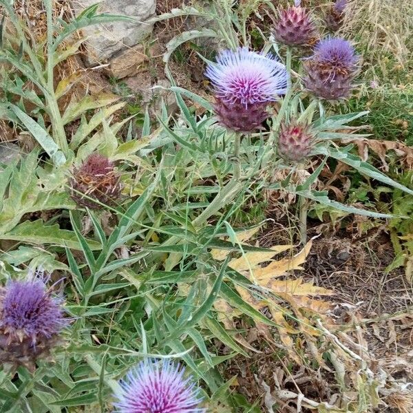 Cynara cardunculus Flower