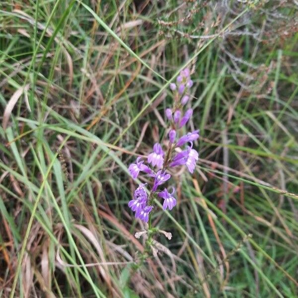 Lobelia urens Flor