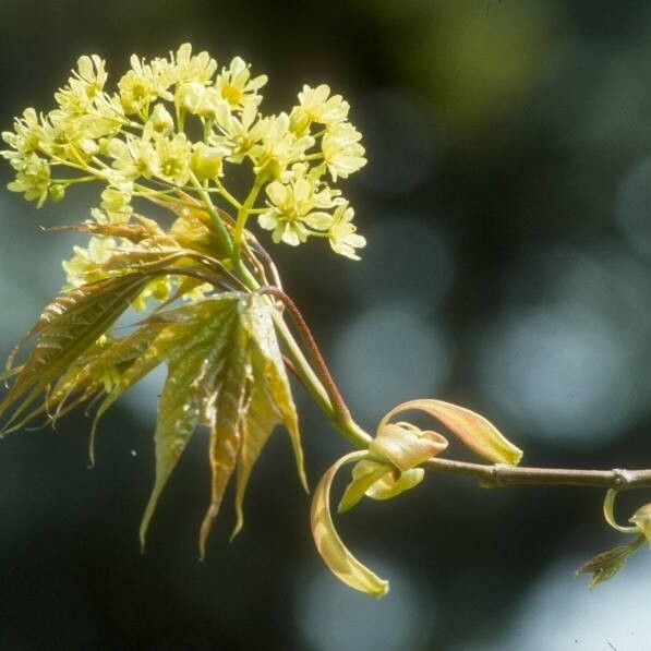 Acer cappadocicum Flower