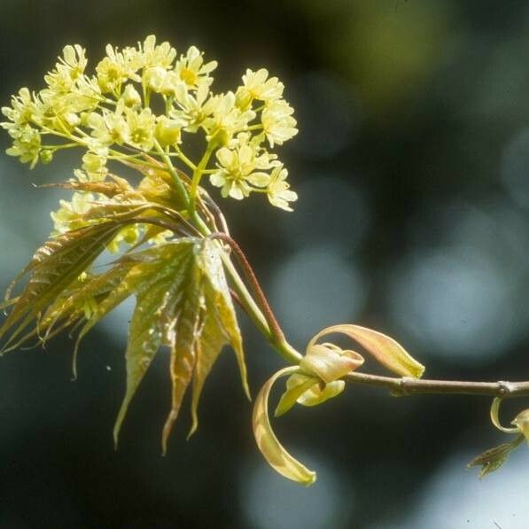 Acer cappadocicum Kvet