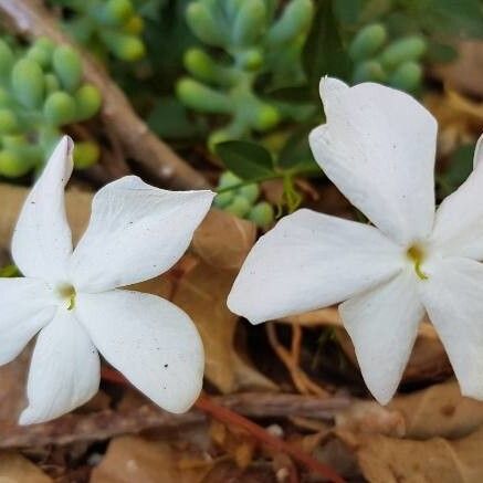 Jasminum grandiflorum Fleur