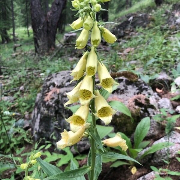 Digitalis grandiflora ফুল