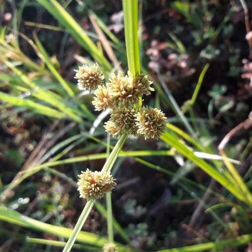 Cyperus difformis Blüte