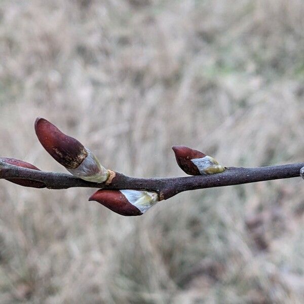 Salix caprea Квітка