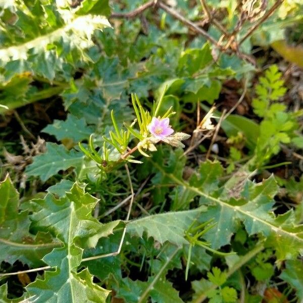 Spergularia marina फूल