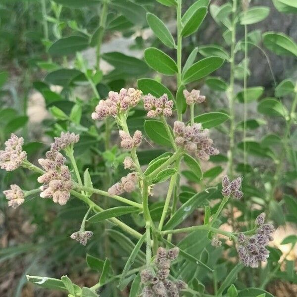 Pluchea indica Flors