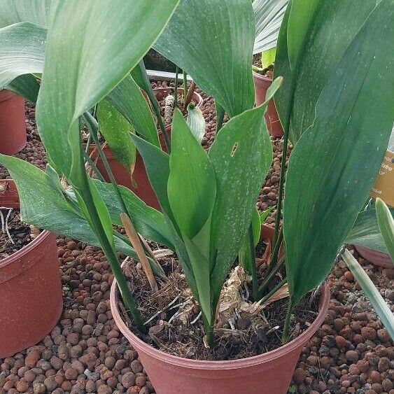 Aspidistra elatior 葉