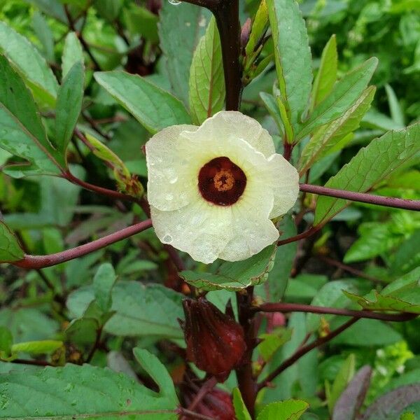 Hibiscus sabdariffa Flor
