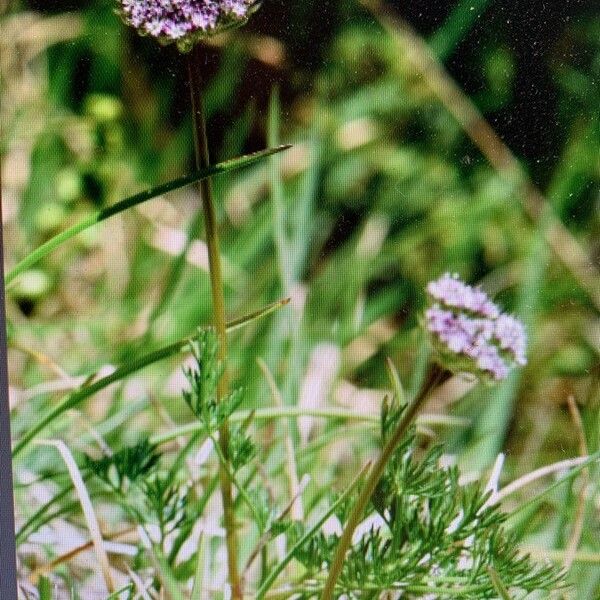 Neogaya simplex Flower