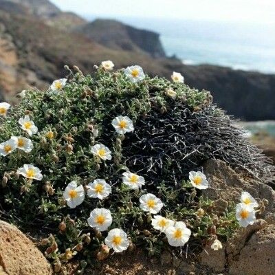 Helianthemum almeriense Flower