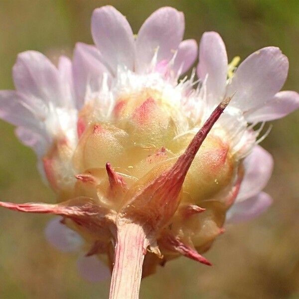 Armeria canescens Λουλούδι