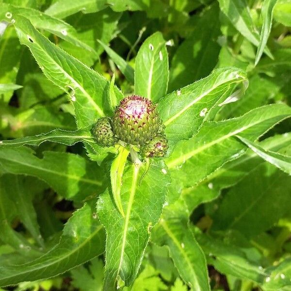 Cirsium heterophyllum Flower