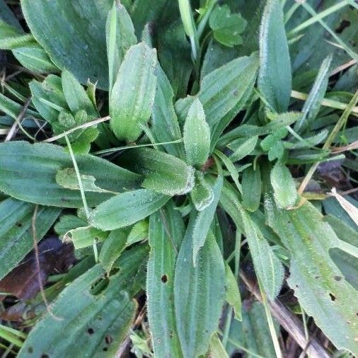 Plantago lanceolata Folha