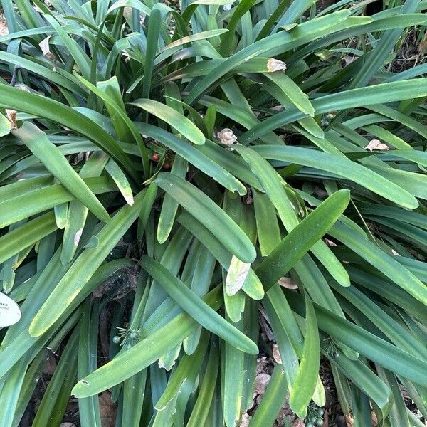 Clivia × cyrtanthiflora Leaf