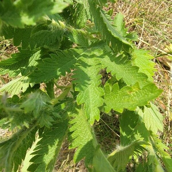 Potentilla gracilis 葉