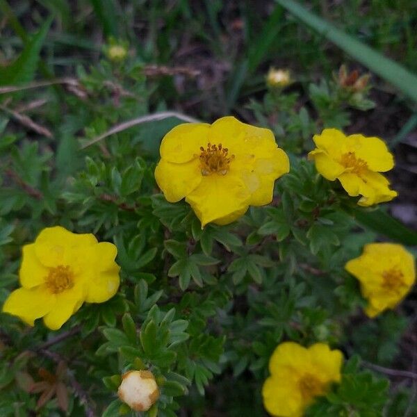 Potentilla aurea Virág