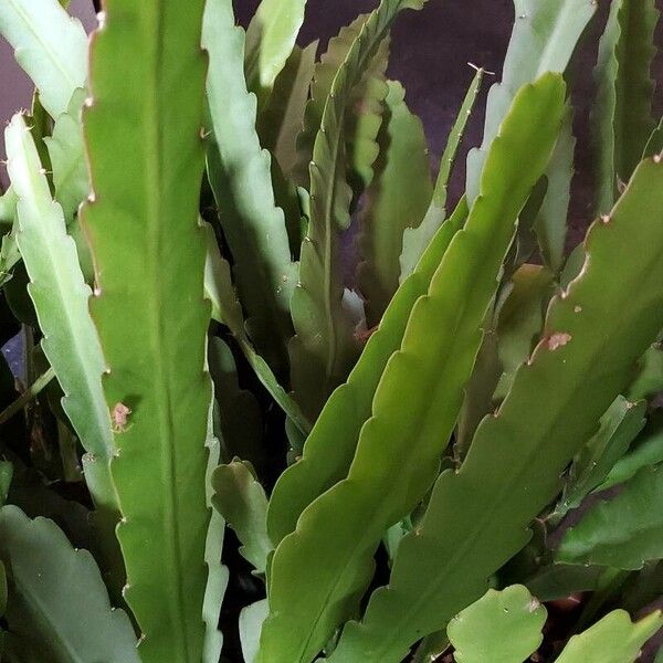 Epiphyllum phyllanthus Folio