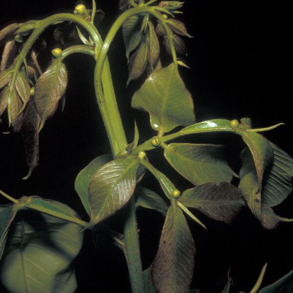 Inga pilosula Fruit