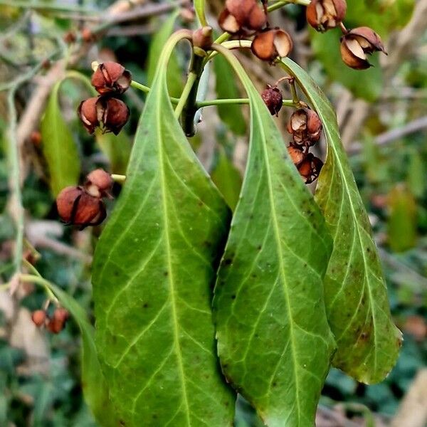 Euonymus fortunei Fruchs