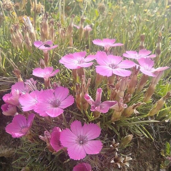 Dianthus pavonius Kwiat