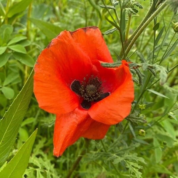 Papaver setiferum Blüte