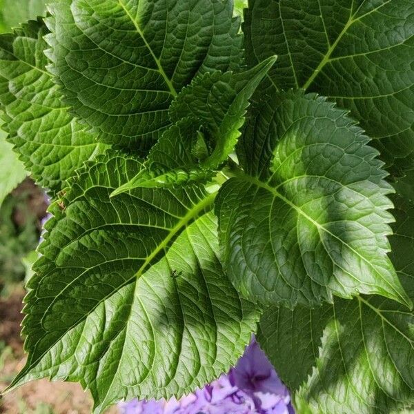 Hydrangea macrophylla Blad