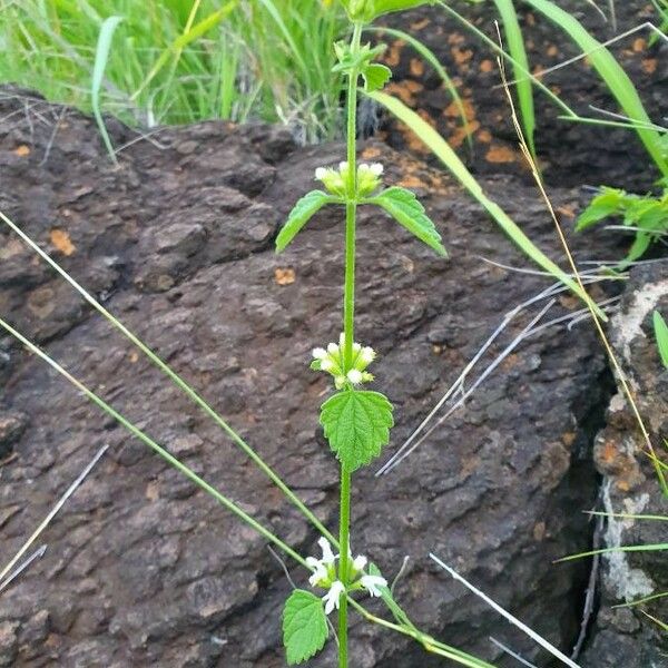 Leucas glabrata 整株植物