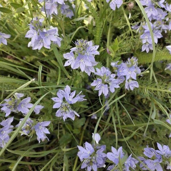 Veronica teucrium പുഷ്പം