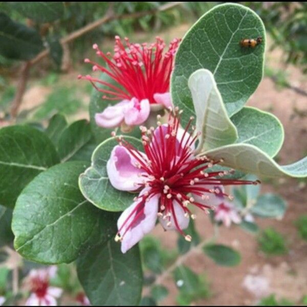 Feijoa sellowiana Žiedas