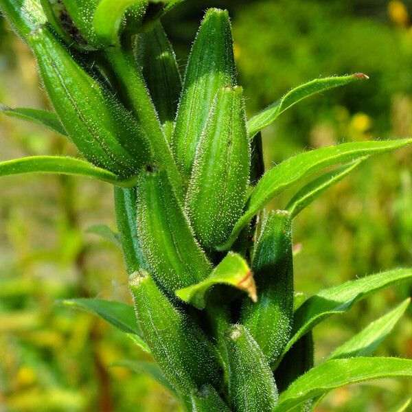 Oenothera biennis Froito