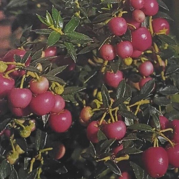 Gaultheria mucronata Fruit