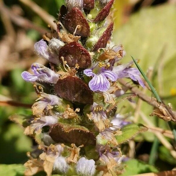 Ajuga reptans Flor