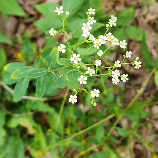 Euphorbia corollata Цвят