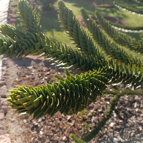 Araucaria araucana Fuelha