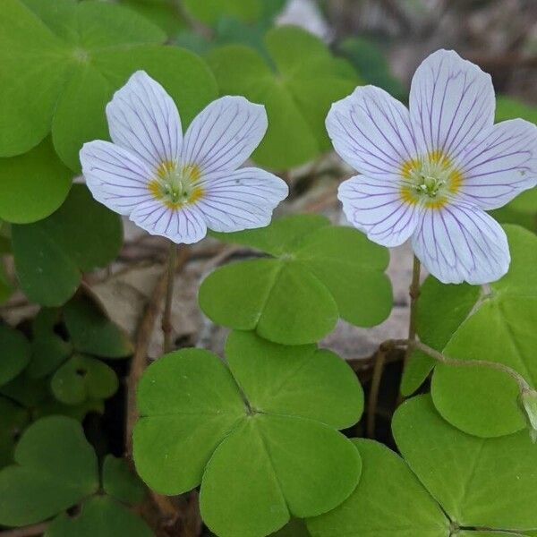 Oxalis acetosella Кветка