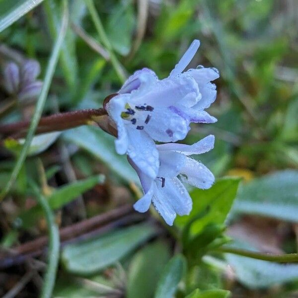 Brimeura fastigiata Flor