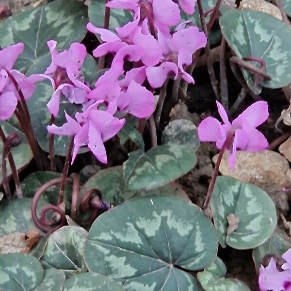 Cyclamen coum Flor