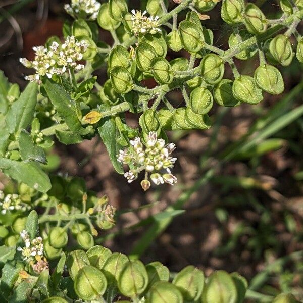 Lepidium campestre Çiçek