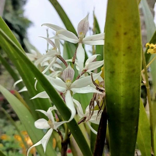 Prosthechea fragrans Цветок