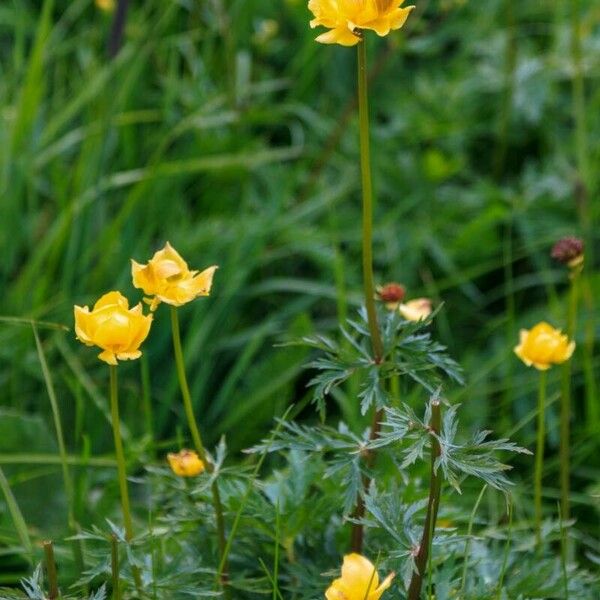 Trollius europaeus പുഷ്പം