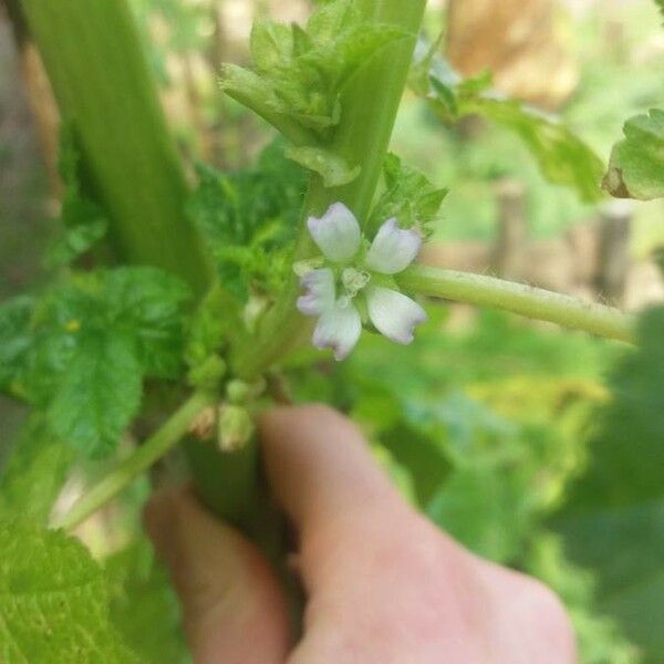 Malva verticillata Blomma