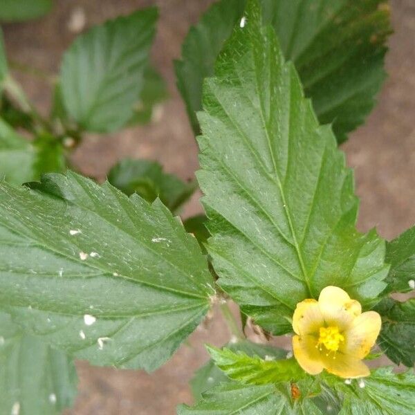 Malvastrum coromandelianum Hoja