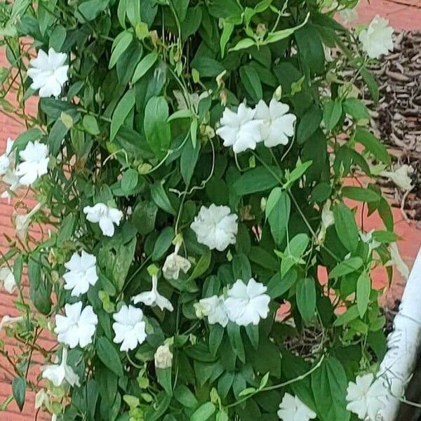 Thunbergia fragrans Flors