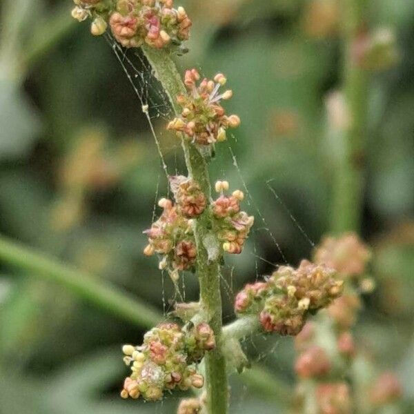 Atriplex laciniata 花