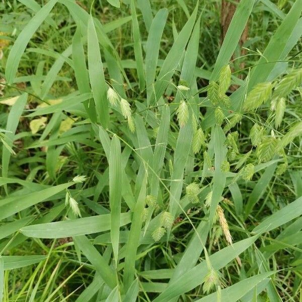 Chasmanthium latifolium Hostoa