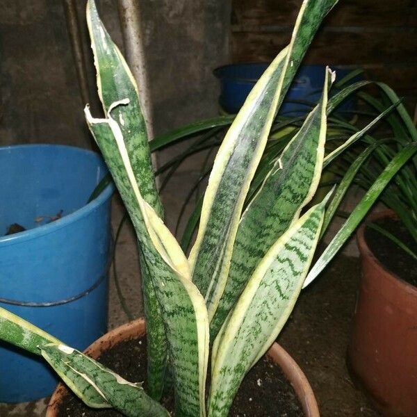 Dracaena trifasciata 葉